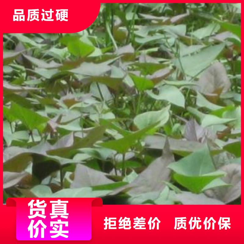 紫薯苗南瓜粉源头把关放心选购