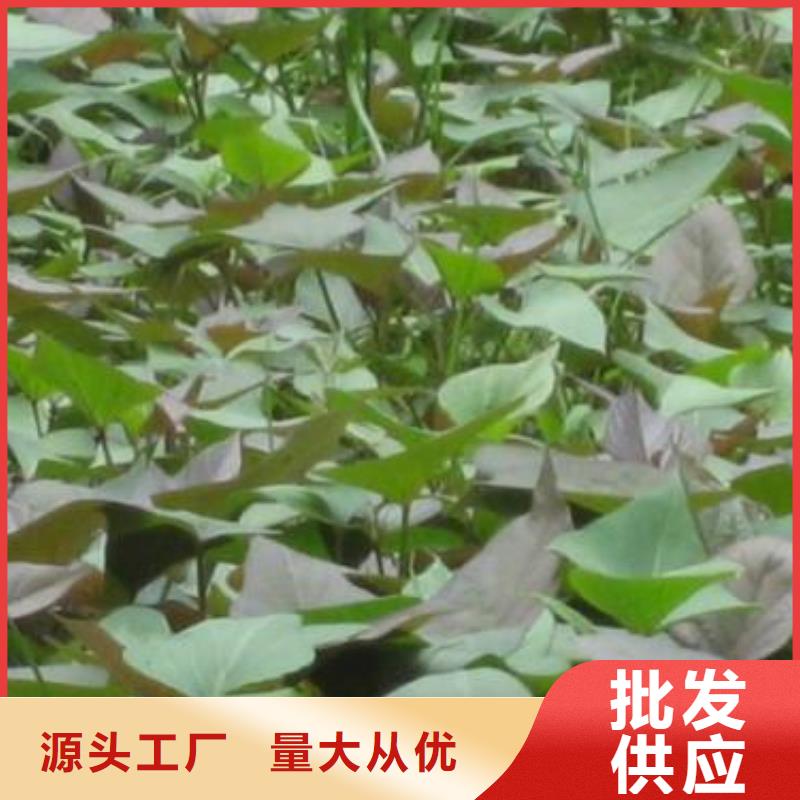 南瓜粉视频-惠来|揭西|梅州|潮州|茂名|湛江|东莞|珠海南瓜粉厂家直销-乐农食品(揭阳市分公司)