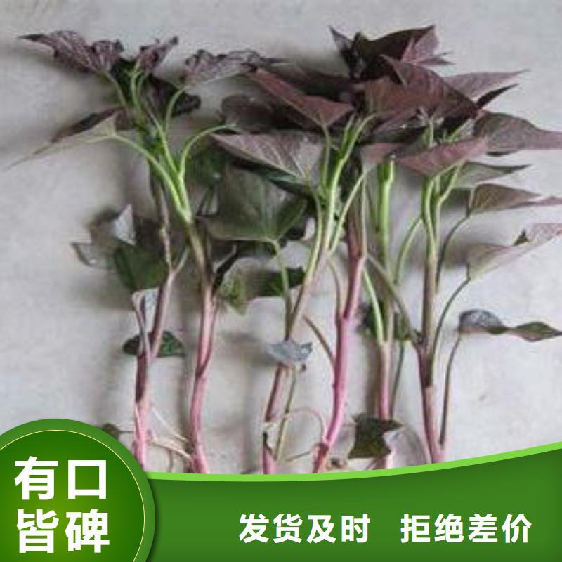 紫薯苗-菠菜粉今日价格