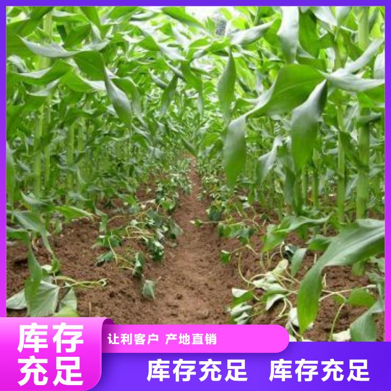 |连云|海州|宿迁|泰州|苏州|镇江|常州|扬州乐农紫薯苗紫薯雪花片源厂定制