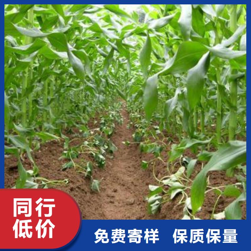 【紫薯苗南瓜粉好品质售后无忧】