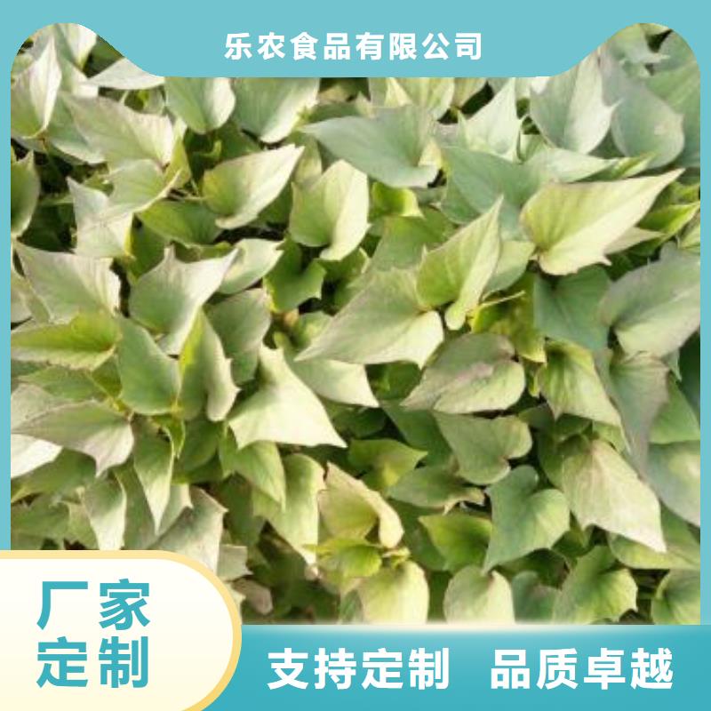 紫薯苗,【南瓜粉】当地厂家值得信赖 乐农食品(揭阳市分公司)