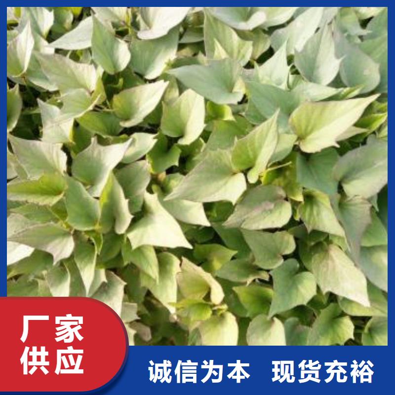 |连云|海州|宿迁|泰州|苏州|镇江|常州|扬州乐农紫薯苗紫薯雪花片源厂定制