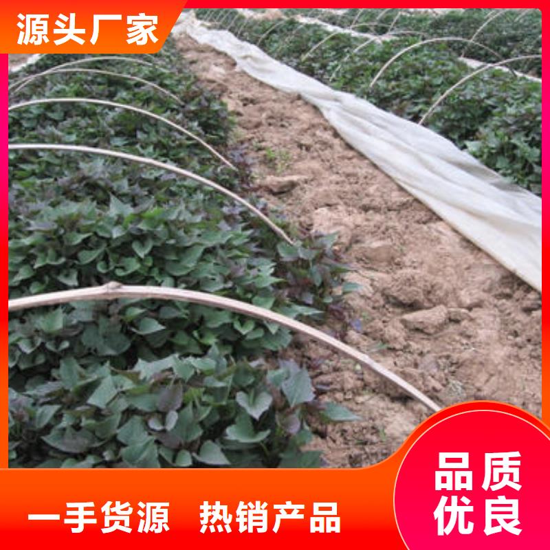 |连云|海州|宿迁|泰州|苏州|镇江|常州|扬州乐农紫薯苗紫薯雪花片源厂定制