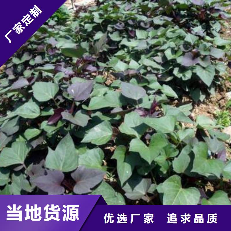 紫薯苗紫薯雪花片购买的是放心