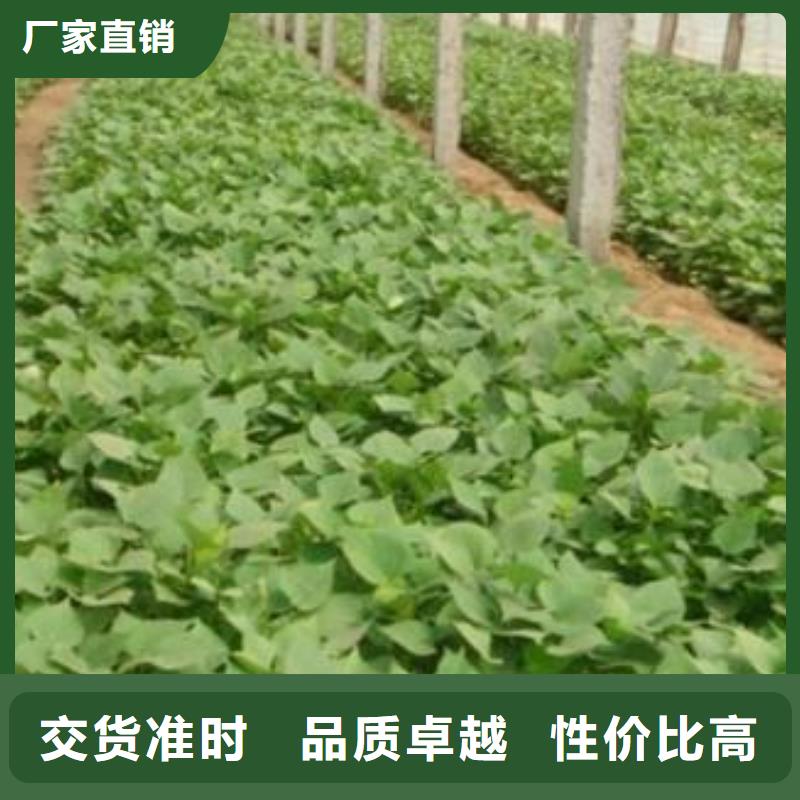 紫薯苗南瓜粉源头把关放心选购