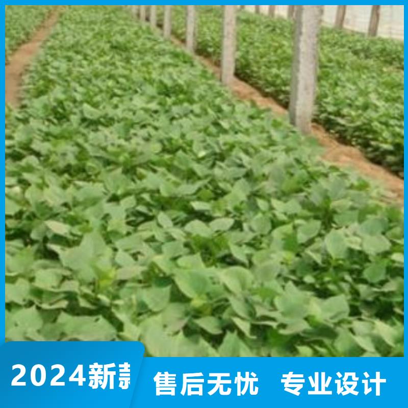 紫薯苗羽衣甘蓝粉保障