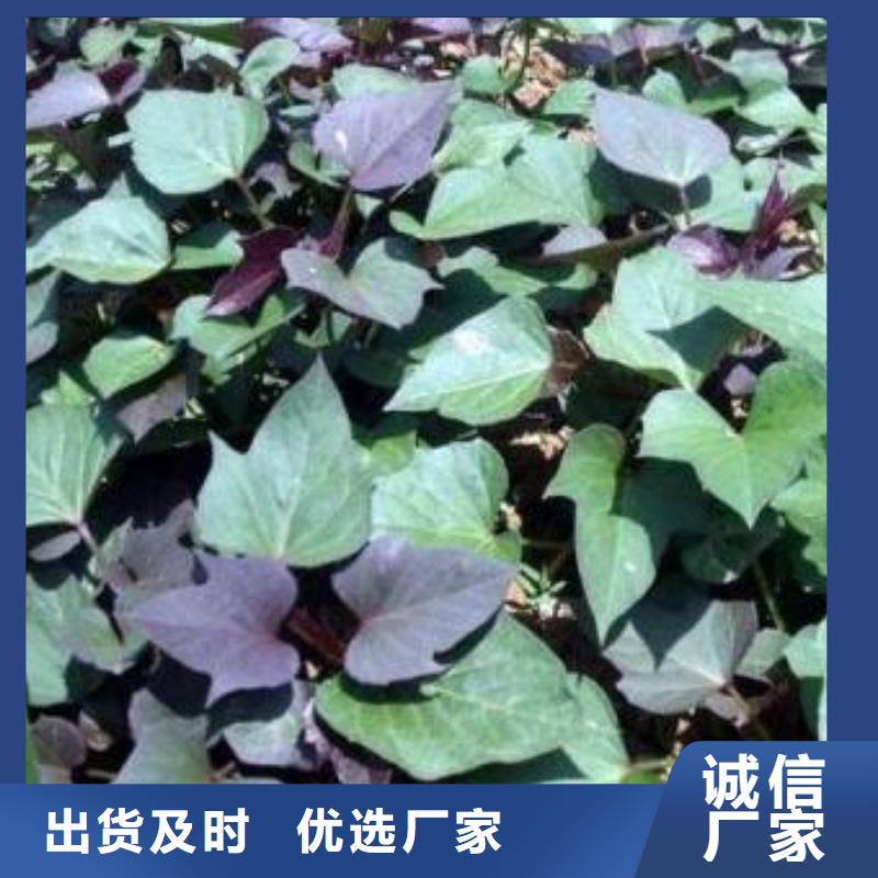 紫薯苗紫薯雪花片购买的是放心
