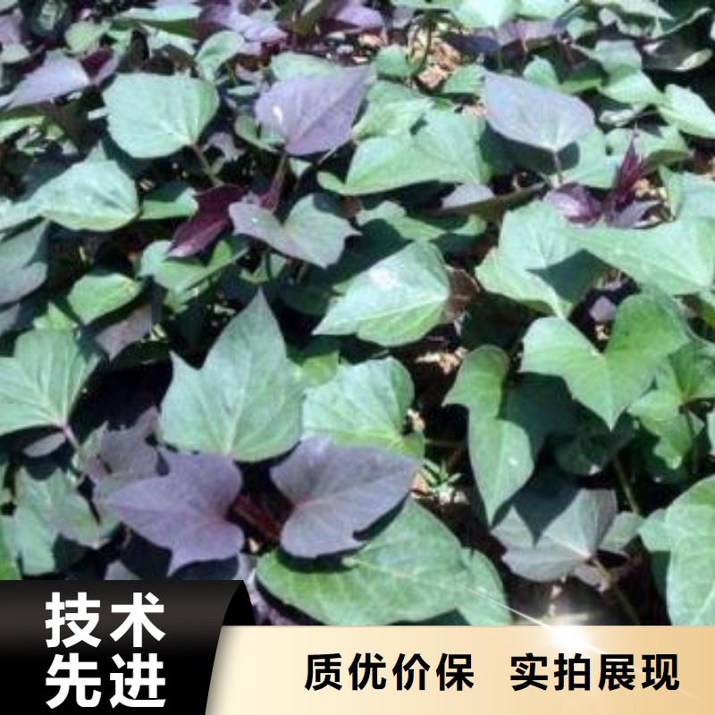 【紫薯苗】 胡萝卜粉信誉至上|垦利|广饶|潍坊|济宁|淄博|枣庄|济南aq00.com
