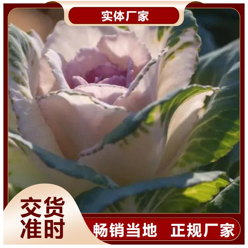 羽衣甘蓝欢迎下单