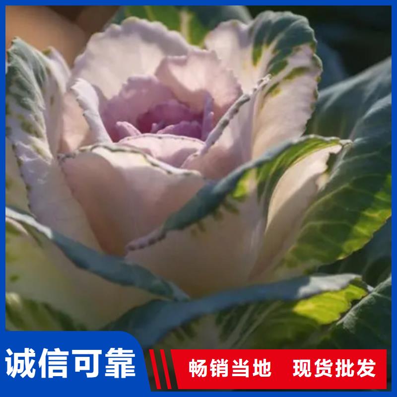 羽衣甘蓝货源充足