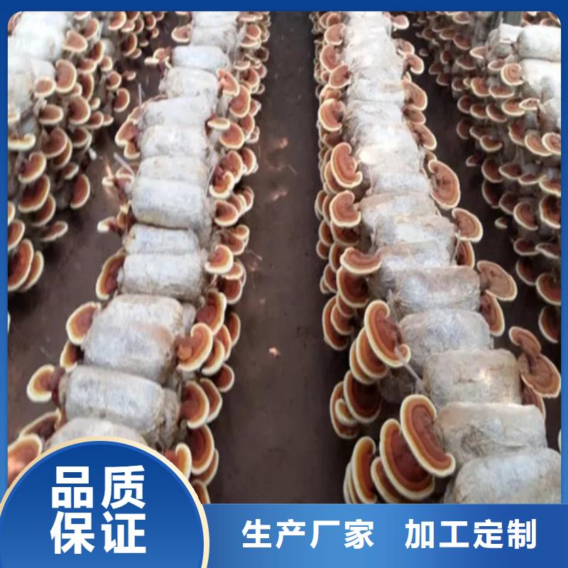 大厂生产品质灵芝孢子粉_【灵芝菌种】优选好材铸造好品质