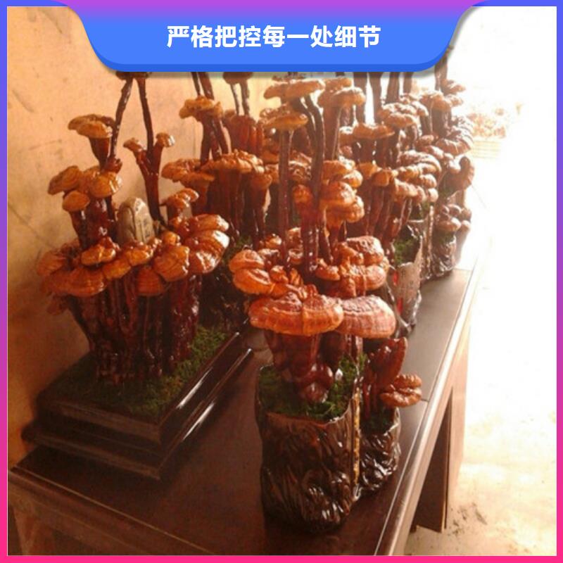 灵芝孢子粉_灵芝敢与同行比质量