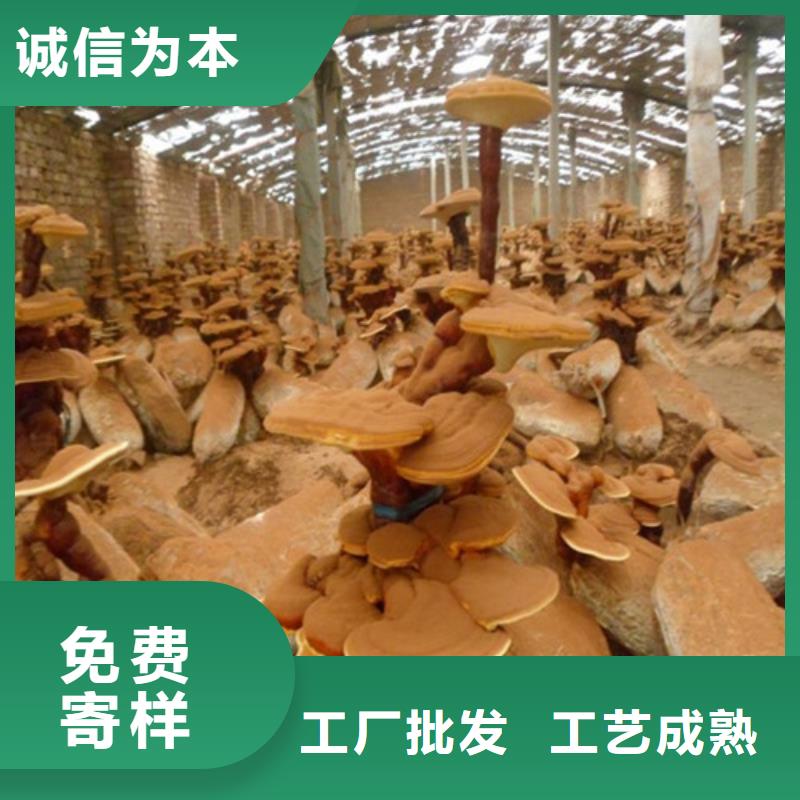 灵芝孢子粉【灵芝菌包】量少也做