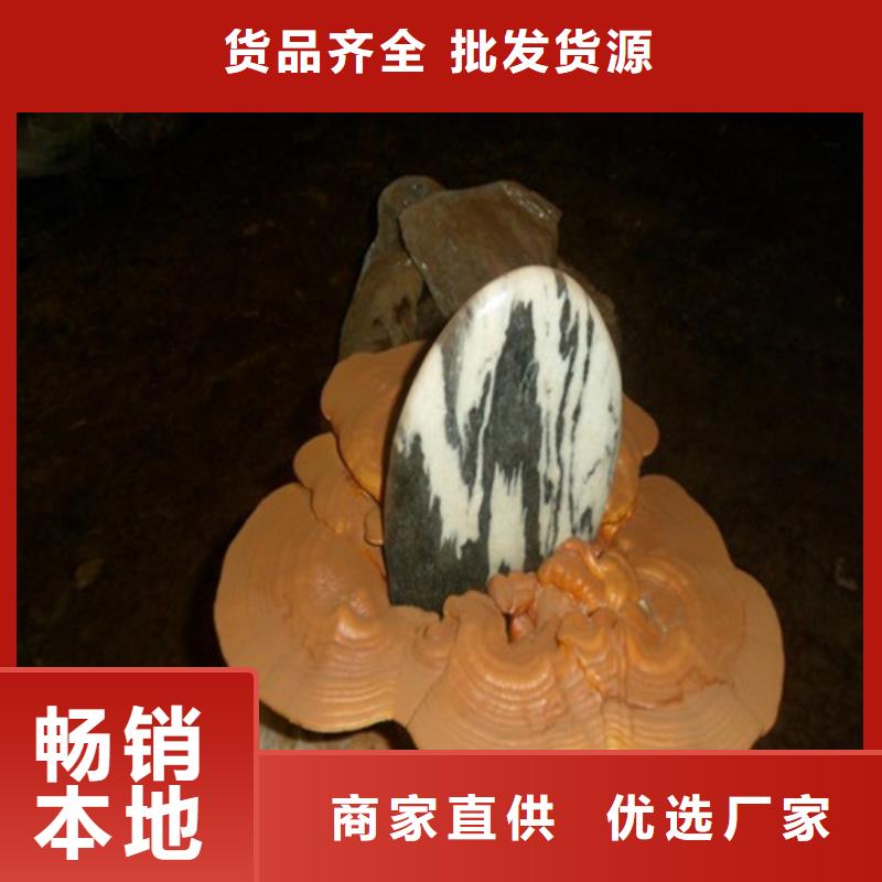 灵芝菌包-视频-云浮|惠州|梅州|汕头|肇庆|湛江|中山灵芝菌包精心选材-云海灵芝种植专业社(广东省分公司)