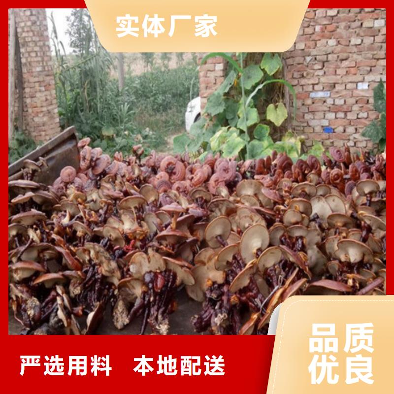 大厂生产品质灵芝孢子粉_【灵芝菌种】优选好材铸造好品质