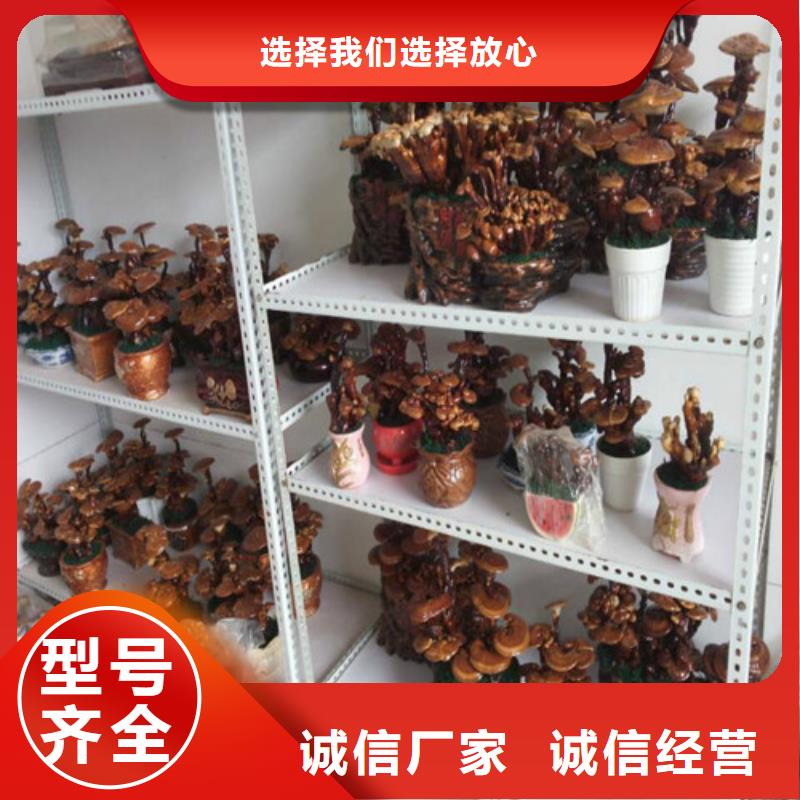 云海灵芝菌包【 灵芝孢子粉助您降低采购成本】