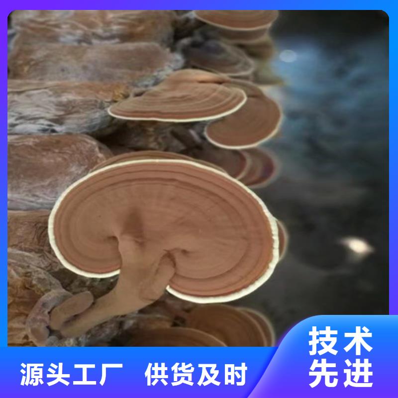 灵芝孢子粉【灵芝菌包】量少也做