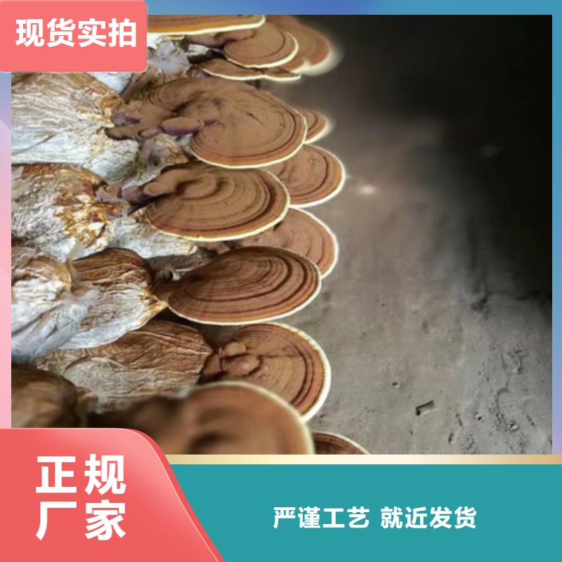 大厂生产品质灵芝孢子粉_【灵芝菌种】优选好材铸造好品质