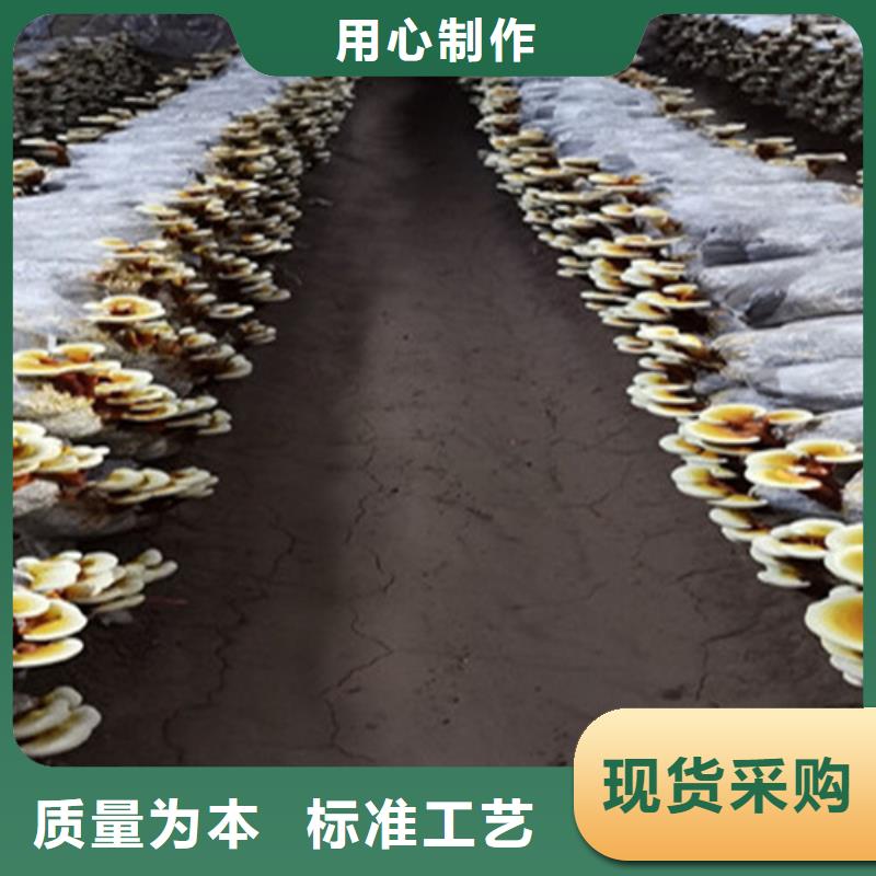 灵芝菌包视频-灵芝菌包(云海)覆盖地域山东省泰安市宁阳|东平|济南|淄博|临沂|烟台|东营