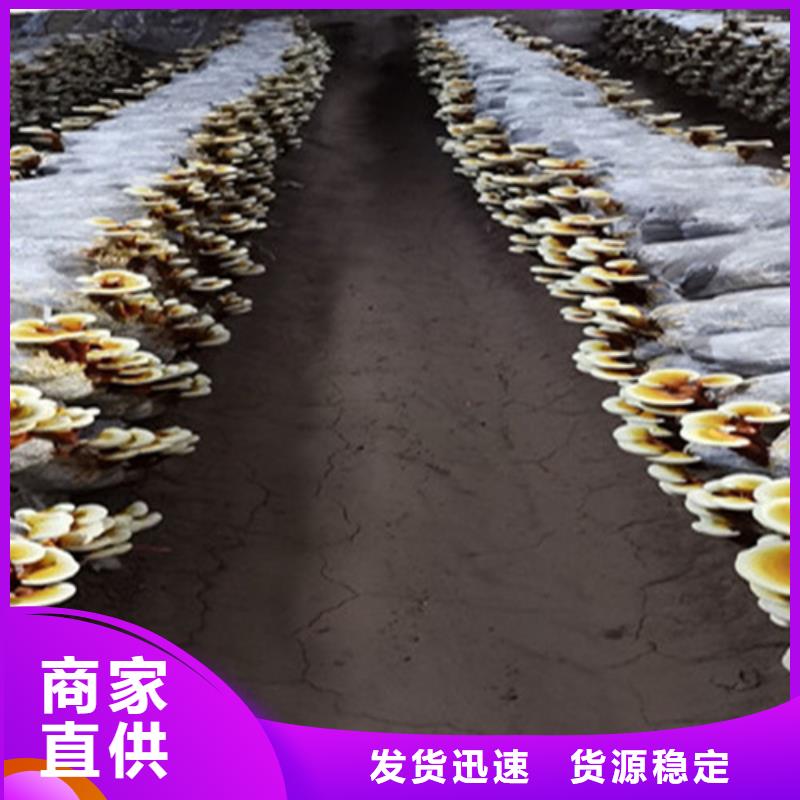【灵芝孢子粉】_灵芝破壁孢子粉货源充足云海灵芝菌包