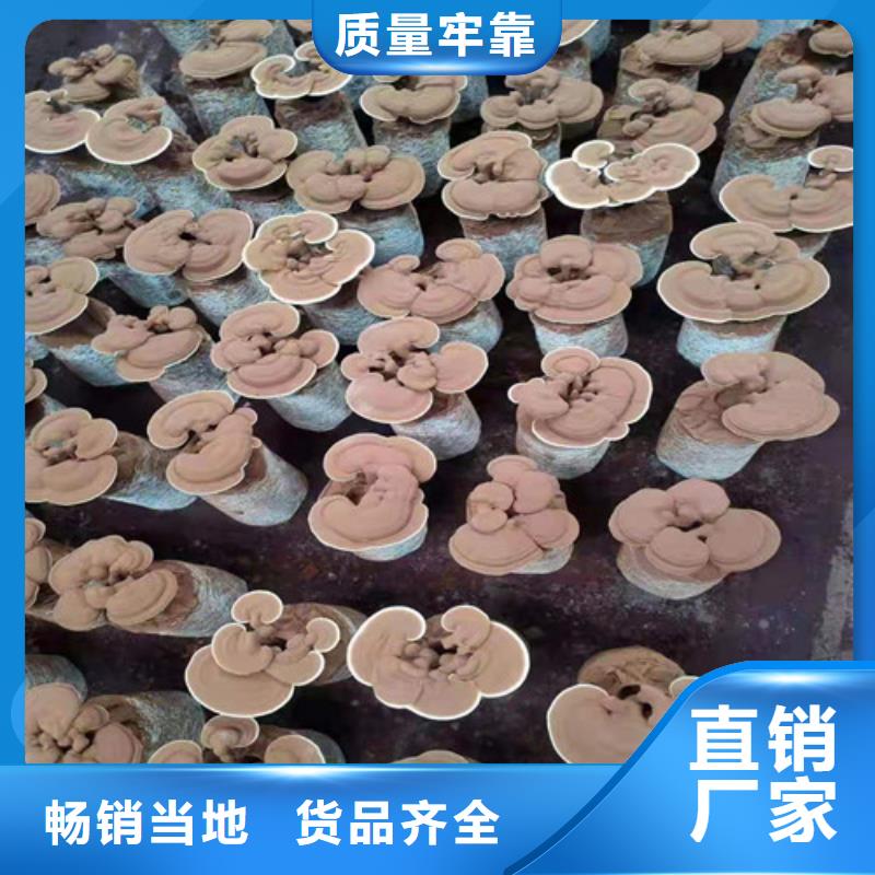 灵芝菌包视频-灵芝菌包(云海)覆盖地域山东省泰安市宁阳|东平|济南|淄博|临沂|烟台|东营