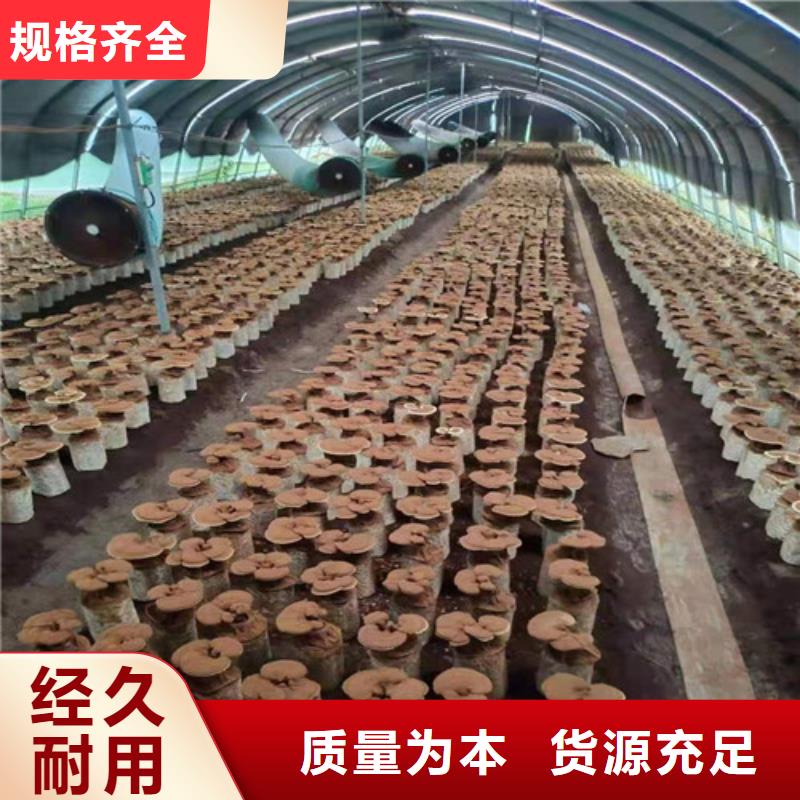 灵芝菌包视频-灵芝菌包(云海)覆盖地域山西省晋中市灵石|寿阳|长治|大同|朔州|忻州|吕梁|晋城