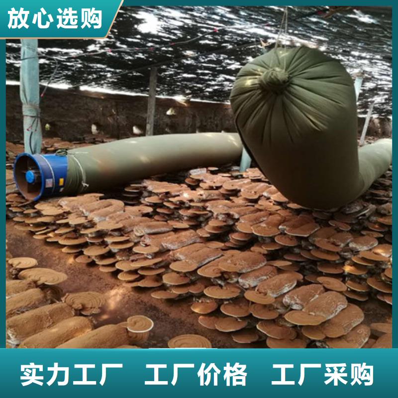 灵芝孢子粉灵芝盆景库存充足