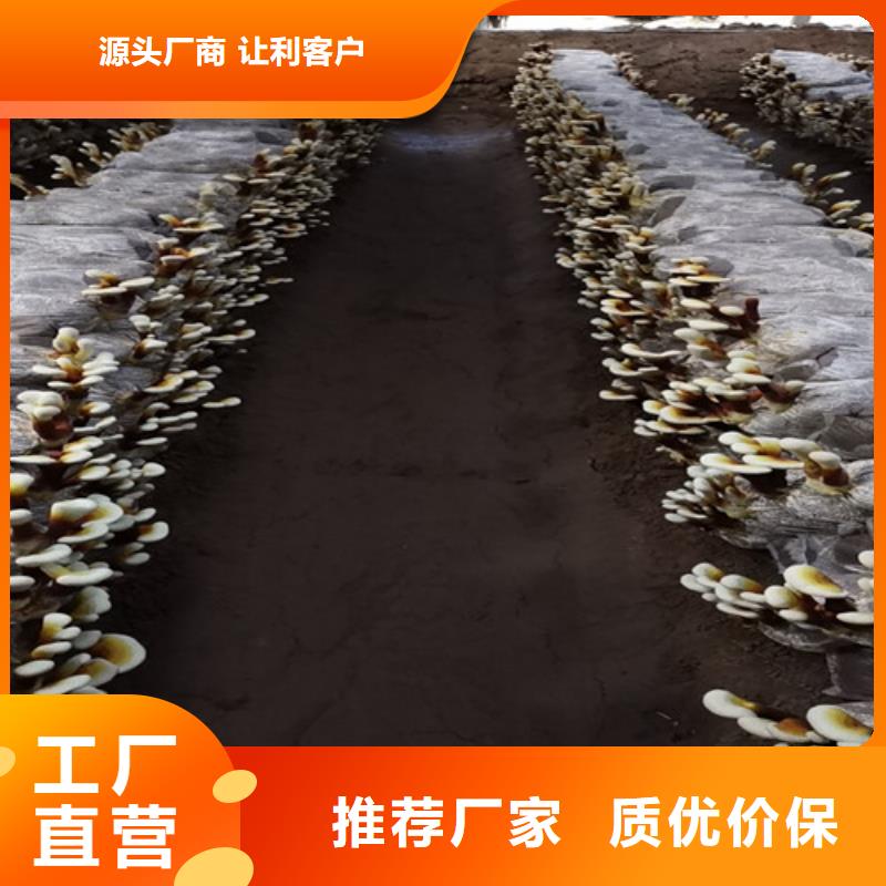 灵芝菌包-视频-云浮|惠州|梅州|汕头|肇庆|湛江|中山灵芝菌包精心选材-云海灵芝种植专业社(广东省分公司)