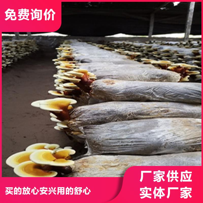 可定制灵芝孢子粉匠心打造