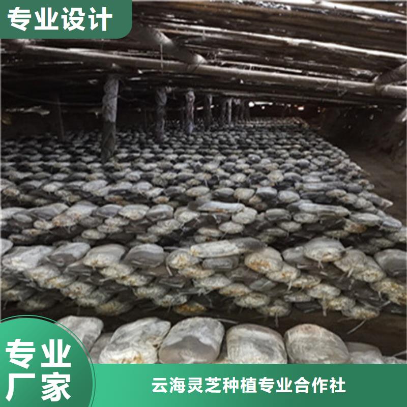 灵芝菌包视频-灵芝菌包(云海)覆盖地域山东省泰安市宁阳|东平|济南|淄博|临沂|烟台|东营