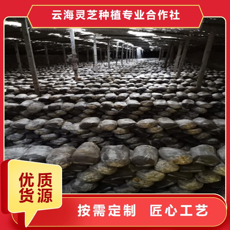 灵芝菌包视频-灵芝菌包(云海)覆盖地域山西省晋中市灵石|寿阳|长治|大同|朔州|忻州|吕梁|晋城