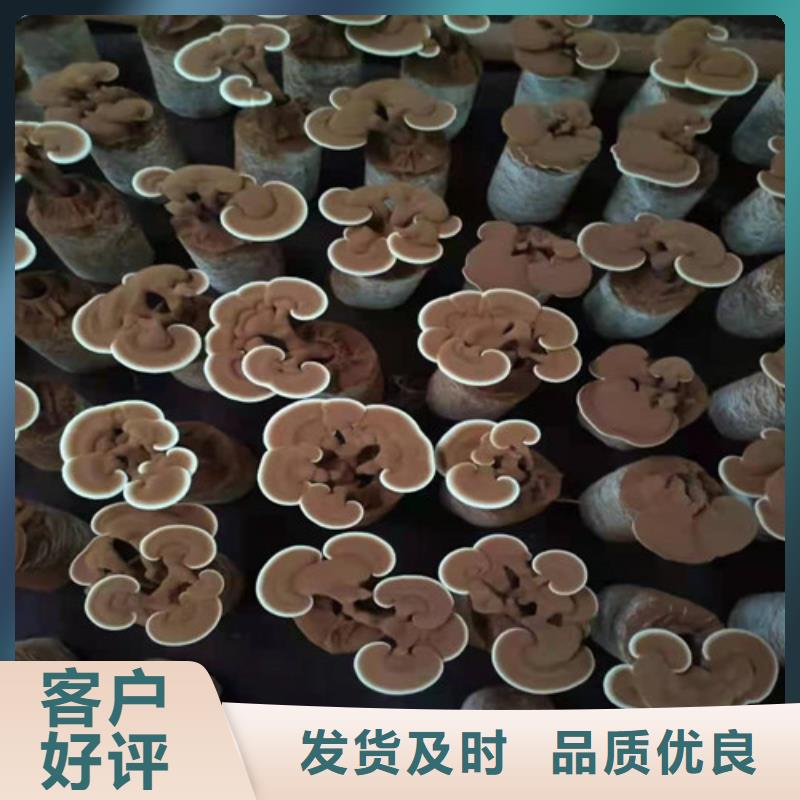 可定制灵芝孢子粉匠心打造