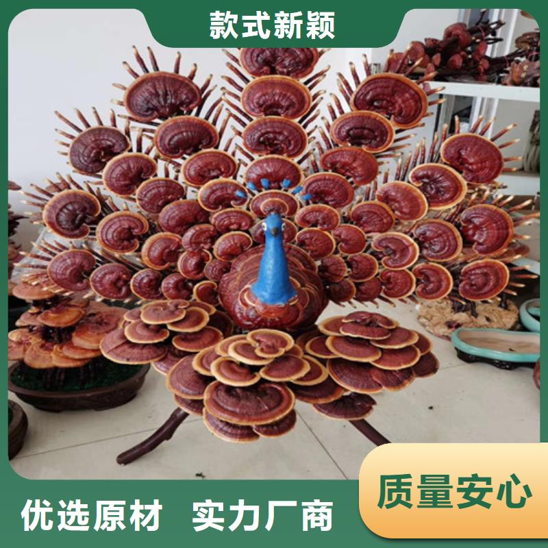 灵芝孢子粉灵芝盆景库存充足