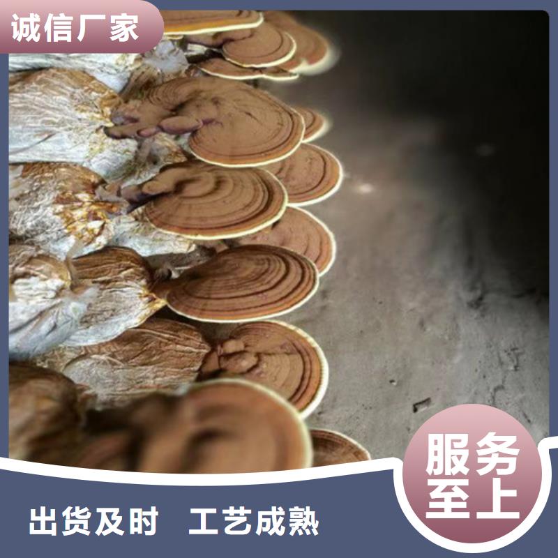 云海灵芝菌包【 灵芝孢子粉助您降低采购成本】