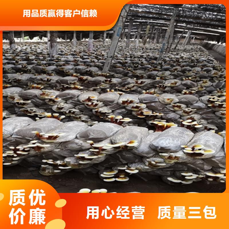 灵芝菌包视频-灵芝菌包(云海)覆盖地域山西省晋中市灵石|寿阳|长治|大同|朔州|忻州|吕梁|晋城
