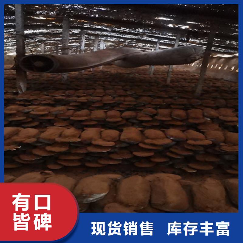 灵芝孢子粉【灵芝菌包】量少也做