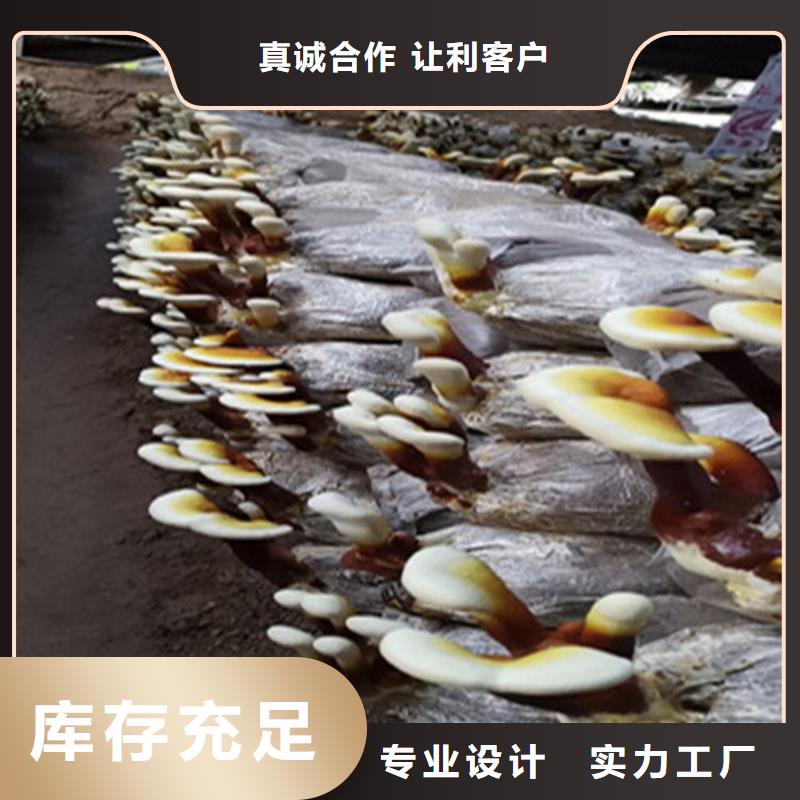 可定制灵芝孢子粉匠心打造