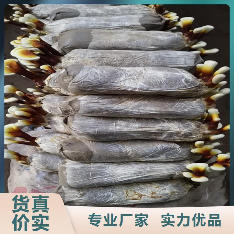 灵芝孢子粉_灵芝敢与同行比质量