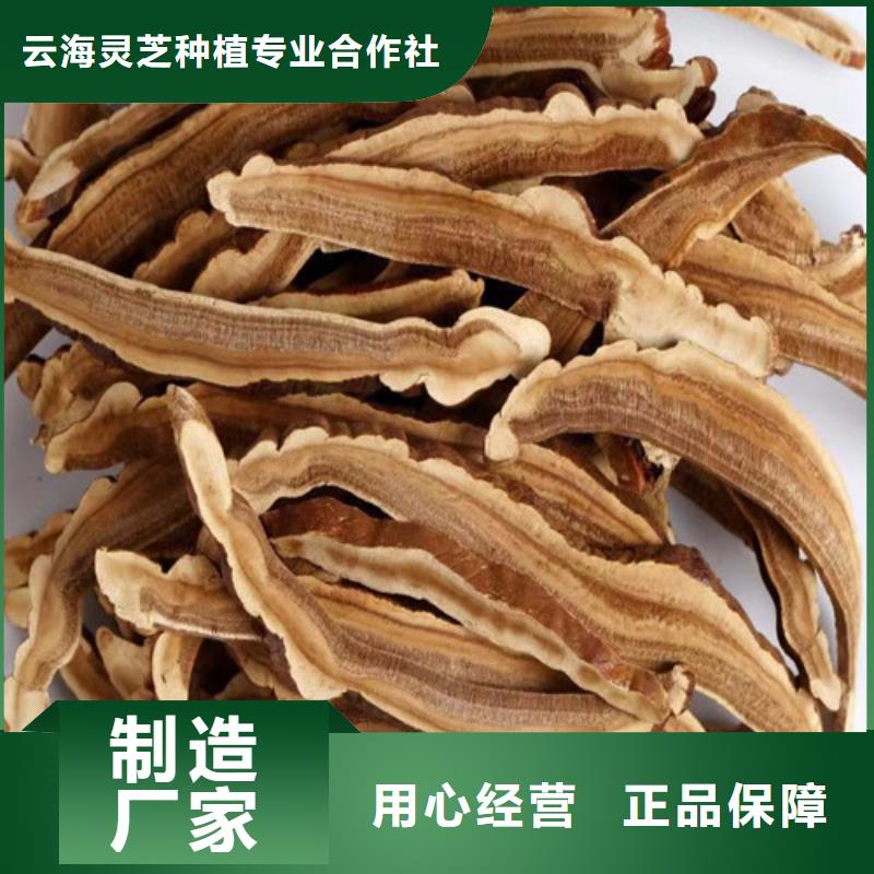 灵芝孢子粉【灵芝菌包】量少也做