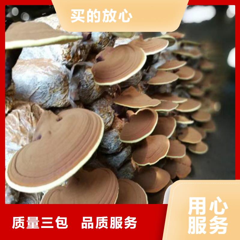 【灵芝孢子粉】_灵芝破壁孢子粉货源充足云海灵芝菌包