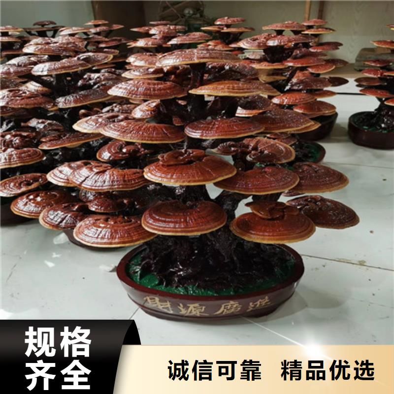 灵芝孢子粉【灵芝菌包】量少也做