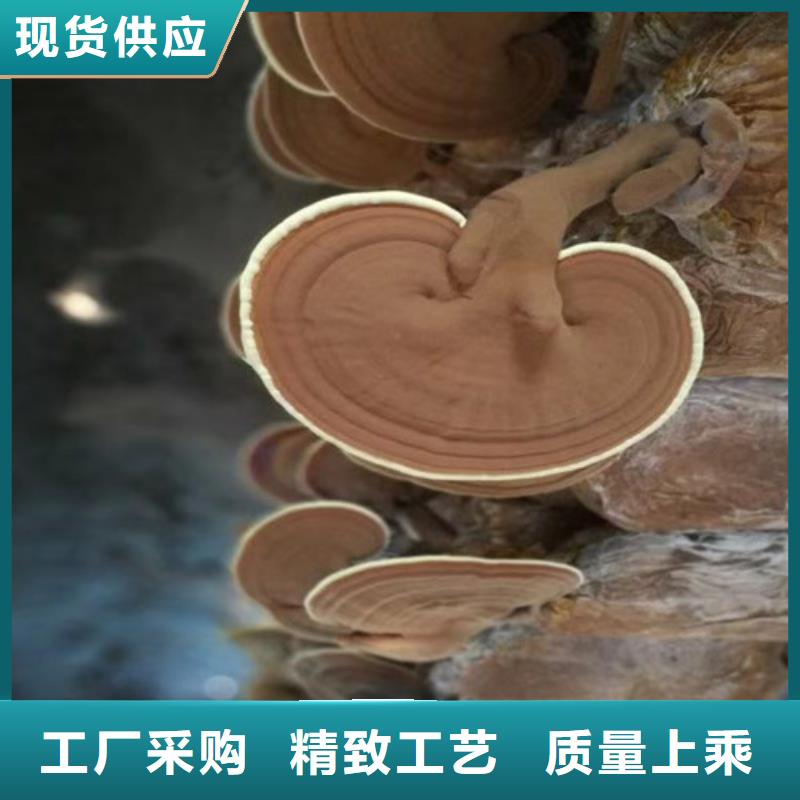 灵芝菌包-视频-云浮|惠州|梅州|汕头|肇庆|湛江|中山灵芝菌包精心选材-云海灵芝种植专业社(广东省分公司)