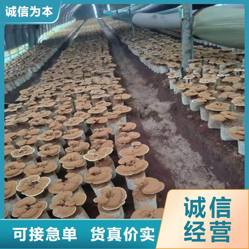灵芝孢子粉畅销本地