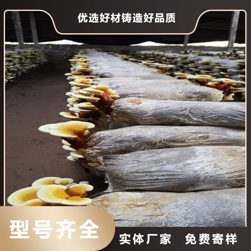 可定制灵芝孢子粉匠心打造