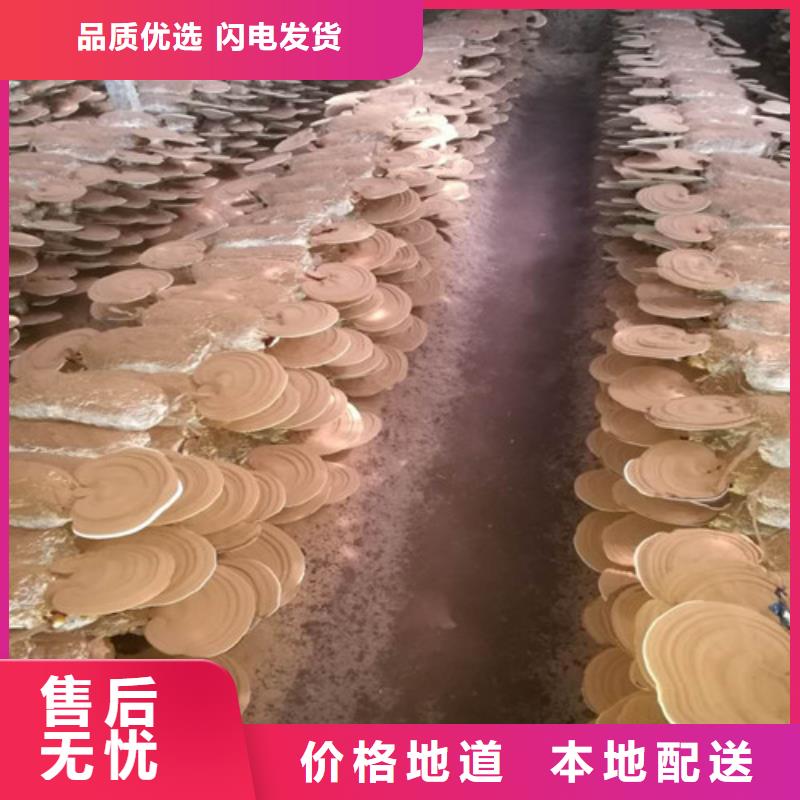 灵芝菌包视频-灵芝菌包(云海)覆盖地域山东省泰安市宁阳|东平|济南|淄博|临沂|烟台|东营
