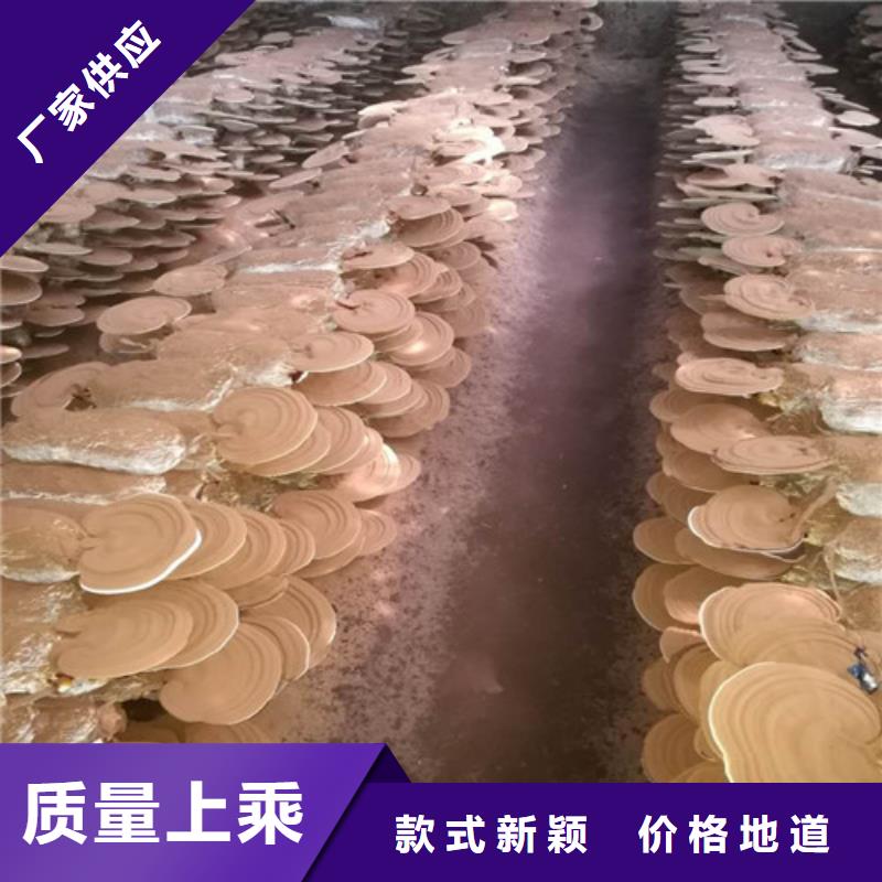 灵芝菌包-视频-云浮|惠州|梅州|汕头|肇庆|湛江|中山灵芝菌包精心选材-云海灵芝种植专业社(广东省分公司)