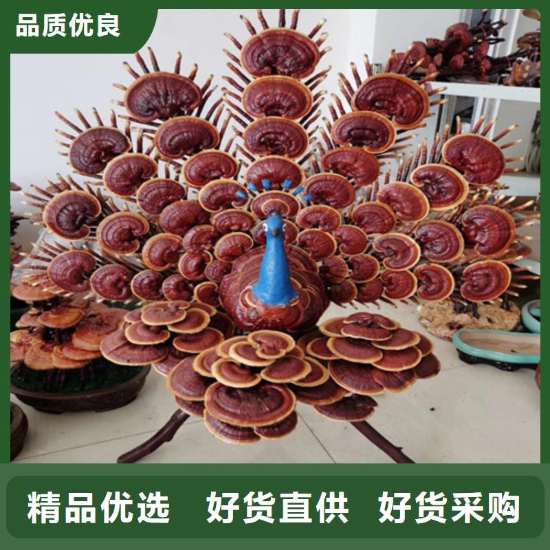 灵芝菌包视频-灵芝菌包(云海)覆盖地域山西省晋中市灵石|寿阳|长治|大同|朔州|忻州|吕梁|晋城