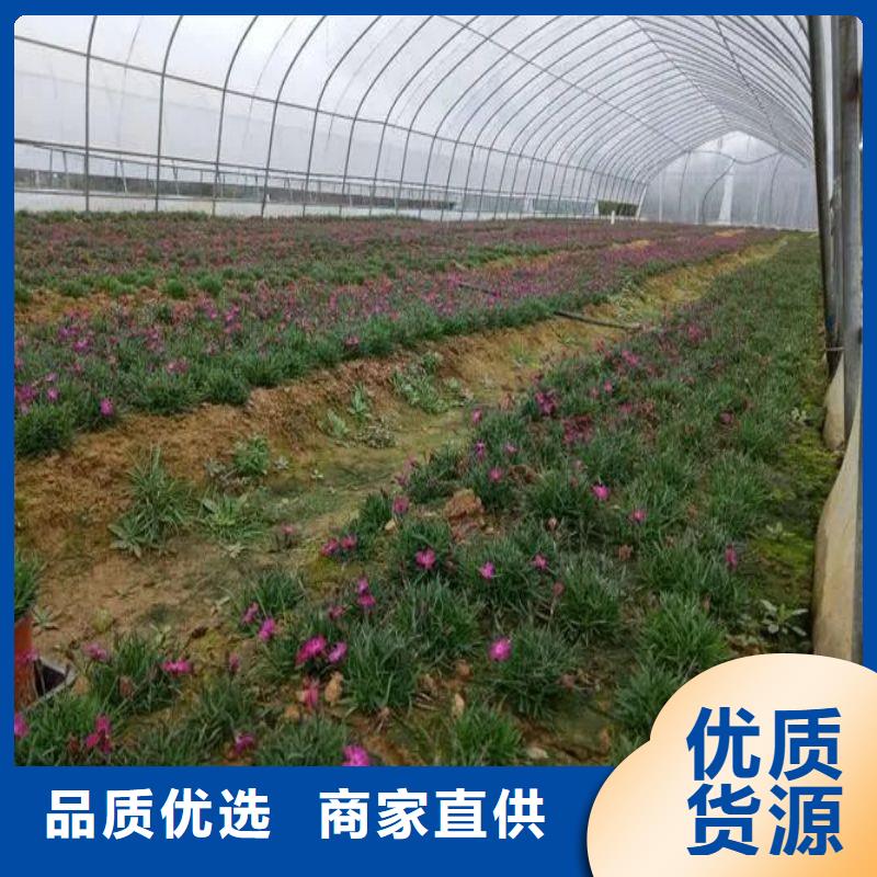 【大棚管2,温室大棚管优选厂商】