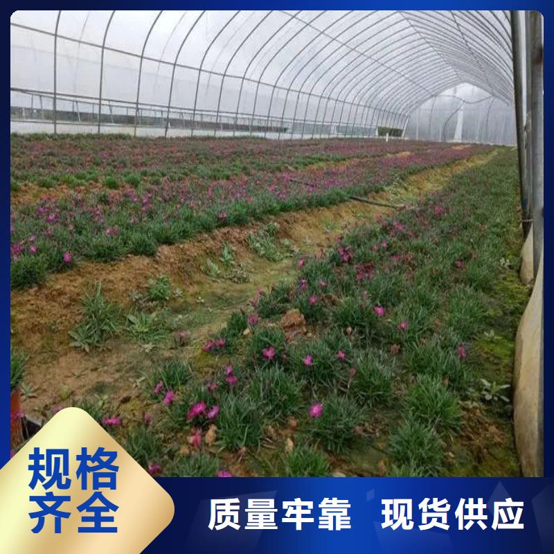 大棚管2大棚骨架品质保障售后无忧